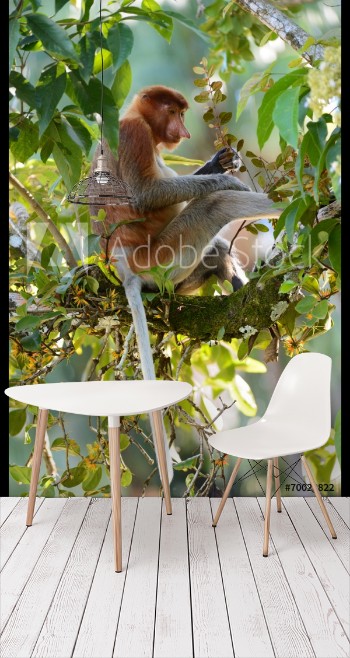 Picture of Proboscis monkey on a branch